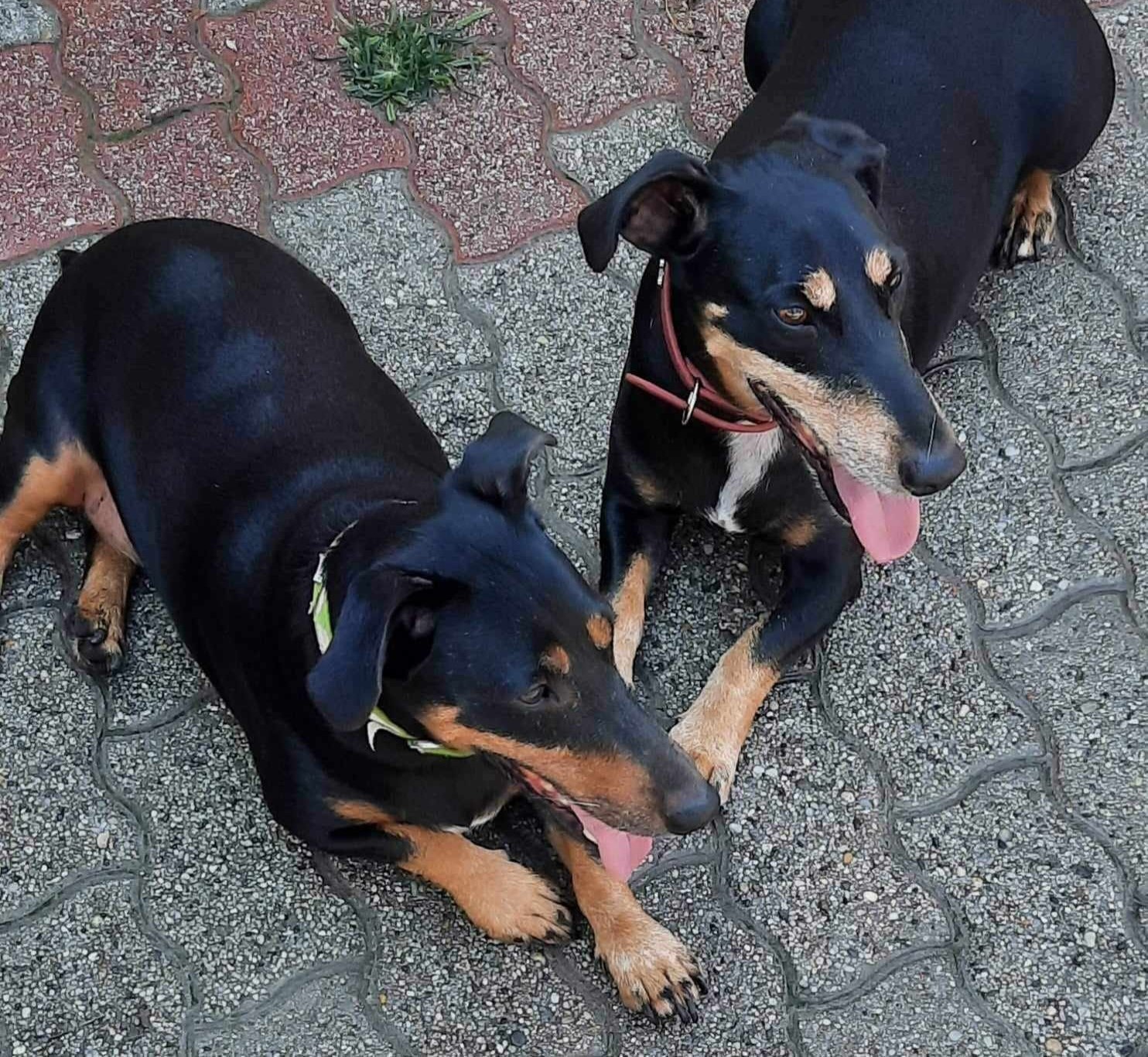 Rágcsa_Bàtor